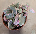 2" String of Hearts Variegated